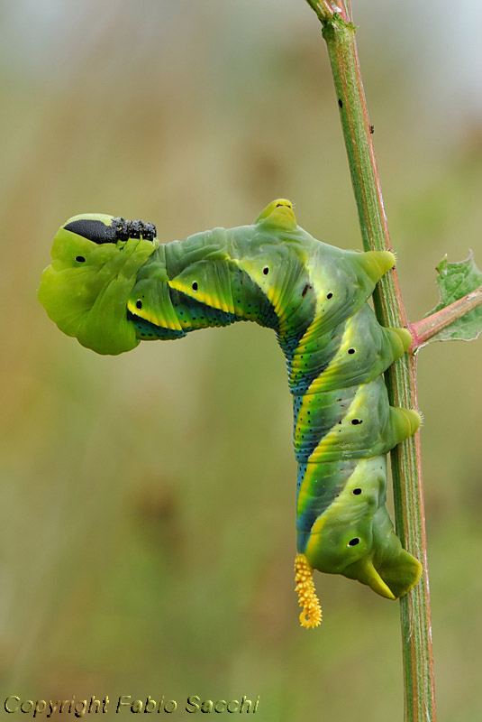 Acherontia atropos